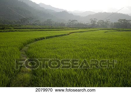 Agricultural fields; indonesia View Large Photo Image Stock Image - Agricultural fields; indonesia. Fotosearch