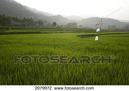 Agricultural fields; indonesia View Large Photo Image Stock Image - Agricultural fields; indonesia. Fotosearch