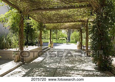 Alley Covered With Vines Opening To A Garden; Mendoza Argentina View Large Photo Image Stock Image - Alley Covered With Vines Opening To A Garden; Mendoza Argentina. Fotosearch
