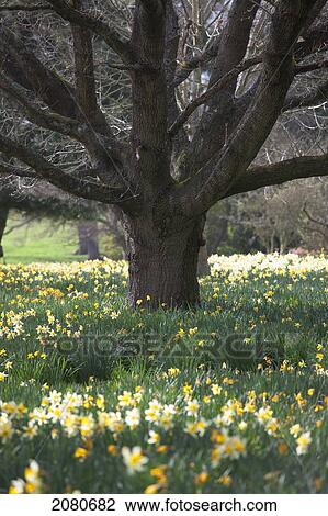 An abundance of daffodils in bloom around the base of trees; hirsel scottish borders scotland View Large Photo Image Stock Image - An abundance of daffodils in bloom around the base of trees; hirsel scottish borders scotland. Fotosearch