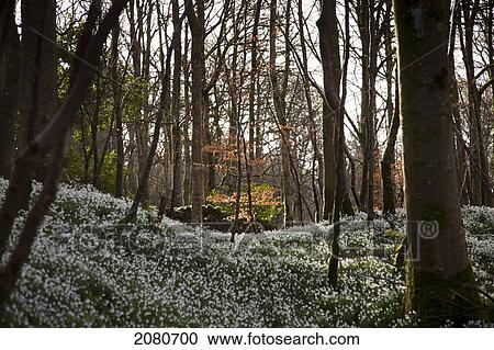 An abundance of snowdrops (galanthus) on the forest floor; gatehouse of fleet dumfries scotland View Large Photo Image Stock Image - An abundance of snowdrops (galanthus) on the forest floor; gatehouse of fleet dumfries scotland. Fotosearch
