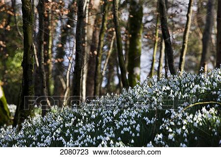An abundance of snowdrops (galanthus) on the forest floor; gatehouse of fleet dumfries scotland View Large Photo Image Stock Image - An abundance of snowdrops (galanthus) on the forest floor; gatehouse of fleet dumfries scotland. Fotosearch