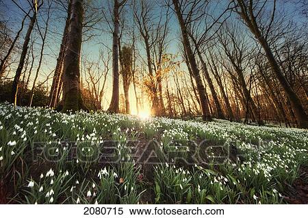 An abundance of snowdrops (galanthus) on the forest floor at sunset; gatehouse of fleet dumfries scotland View Large Photo Image Stock Photography - An abundance of snowdrops (galanthus) on the forest floor at sunset; gatehouse of fleet dumfries scotland. Fotosearch