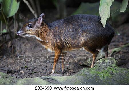 An Asian Mouse Deer (Tragulidae) At The Singapore Zoo; Singapore View Large Photo Image Stock Image - An Asian Mouse Deer (Tragulidae) At The Singapore Zoo; Singapore. Fotosearch