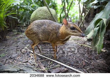 Stock Photo - An Asian Mouse Deer (Tragulidae) At The Singapore Zoo; Singapore. Fotosearch