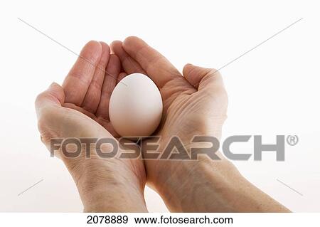 An egg in the palm of an out stretched female's hands; calgary alberta canada View Large Photo Image Stock Photo - An egg in the palm of an out stretched female's hands; calgary alberta canada. Fotosearch