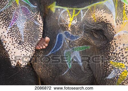 An elephant's face trunk and ears decorated with paint with a barefoot showing under the ear; jaipur rajasthan india View Large Photo Image Stock Image - An elephant's face trunk and ears decorated with paint with a barefoot showing under the ear; jaipur rajasthan india. Fotosearch