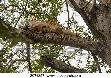 Stock Photo - An iguana on the branch of a tree; sayulita mexico. Fotosearch