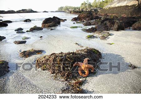An Orange Starfish Sits Exposed On Beautiful Ucluth Beach At Wya Point Near Ucluelet; British Columbia Canada View Large Photo Image Stock Image - An Orange Starfish Sits Exposed On Beautiful Ucluth Beach At Wya Point Near Ucluelet; British Columbia Canada. Fotosearch