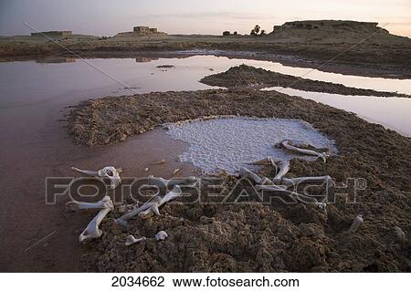 Animal Bones And Dried Salt Deposits On The Outskirts Of Siwa At The Siwa Oasis; Siwa Egypt View Large Photo Image Stock Image - Animal Bones And Dried Salt Deposits On The Outskirts Of Siwa At The Siwa Oasis; Siwa Egypt. Fotosearch