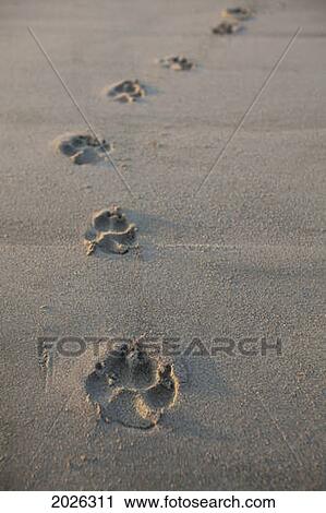 Stock Image - Animal Tracks Most Likely Dog Tracks In The Endangered And Rare Coastal Sand Dunes At Wickaninnish Beach (Which Connects To Long Beach) In Pacific Rim National Park Near Tofino; British Columbia Canada. Fotosearch
