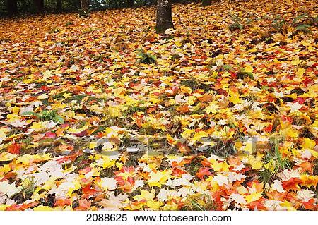 Stock Photography - Autumn coloured leaves on the ground on county drive; oregon united states of america. Fotosearch