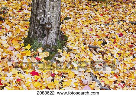Autumn coloured leaves on the ground around the base of a tree on county drive; oregon united states of america View Large Photo Image Stock Image - Autumn coloured leaves on the ground around the base of a tree on county drive; oregon united states of america. Fotosearch