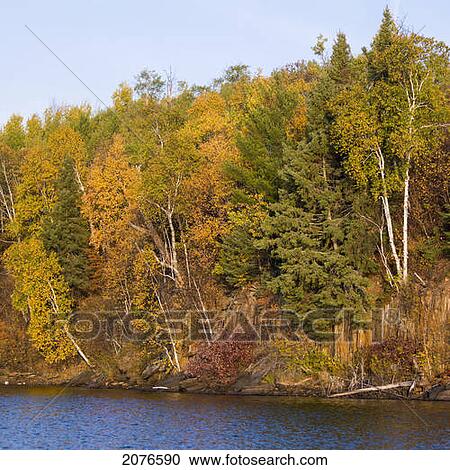 Autumn coloured trees along the water's edge; lake of the woods ontario canada View Large Photo Image Stock Image - Autumn coloured trees along the water's edge; lake of the woods ontario canada. Fotosearch