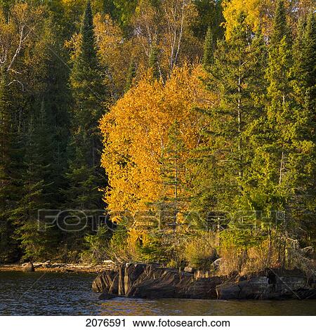 Stock Image - Autumn coloured trees along the water's edge; lake of the woods ontario canada. Fotosearch
