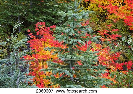 Autumn Coloured Vine Maples In Mt. Hood National Forest; Oregon United States Of America View Large Photo Image Stock Photo - Autumn Coloured Vine Maples In Mt. Hood National Forest; Oregon United States Of America. Fotosearch