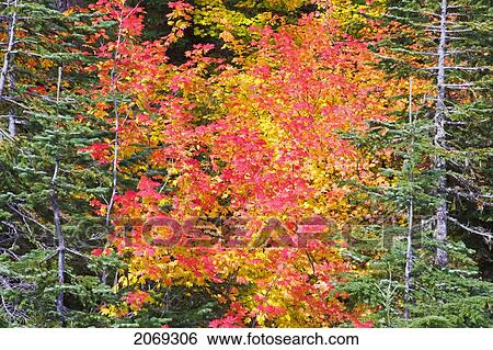 Stock Photograph - Autumn Coloured Vine Maples In Mt. Hood National Forest; Oregon United States Of America. Fotosearch