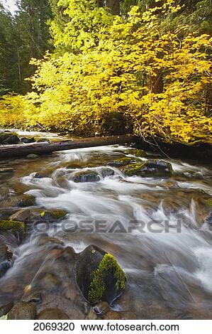 Autumn Colours Along Santiam River In Willamette National Forest; Oregon United States Of America View Large Photo Image Stock Image - Autumn Colours Along Santiam River In Willamette National Forest; Oregon United States Of America. Fotosearch