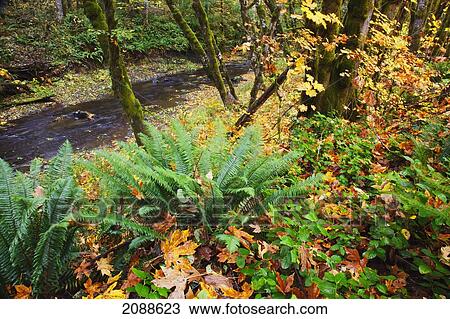 Autumn colours along wolf creek oregon coast range; oregon united states of america View Large Photo Image Stock Image - Autumn colours along wolf creek oregon coast range; oregon united states of america. Fotosearch