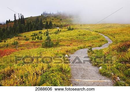Autumn colours and fog with a winding path on mount rainier in mount rainier national park; washington state united states of america View Large Photo Image Stock Photograph - Autumn colours and fog with a winding path on mount rainier in mount rainier national park; washington state united states of america. Fotosearch