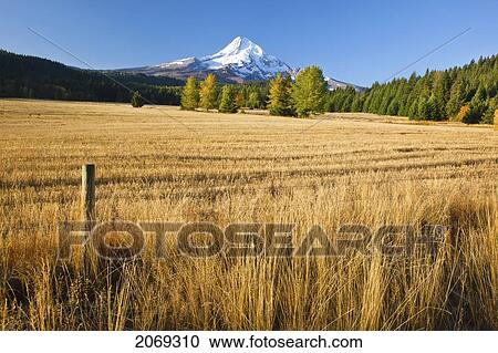 Stock Image - Autumn Colours And Mount Hood In Hood River Valley; Oregon United States Of America. Fotosearch