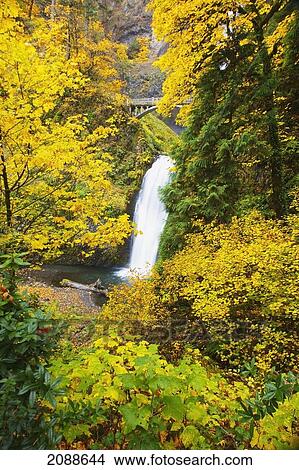 Autumn colours at multnomah falls columbia river gorge national scenic area; oregon united states of america View Large Photo Image Picture - Autumn colours at multnomah falls columbia river gorge national scenic area; oregon united states of america. Fotosearch