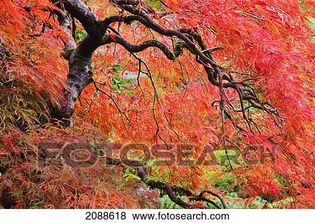 Autumn colours at the japanese gardens; portland oregon united states of america View Large Photo Image Stock Photo - Autumn colours at the japanese gardens; portland oregon united states of america. Fotosearch