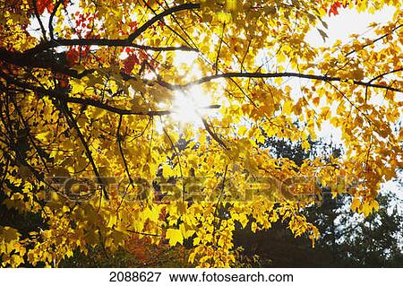 Autumn colours; happy valley oregon united states of america View Large Photo Image Stock Photo - Autumn colours; happy valley oregon united states of america. Fotosearch