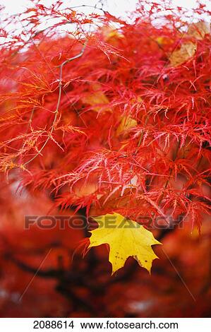 Autumn colours in a park; portland oregon united states of america View Large Photo Image Picture - Autumn colours in a park; portland oregon united states of america. Fotosearch