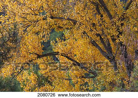 Autumn colours in cazorla natural park; segura y las villas jaen province andalusia spain View Large Photo Image Stock Photograph - Autumn colours in cazorla natural park; segura y las villas jaen province andalusia spain. Fotosearch