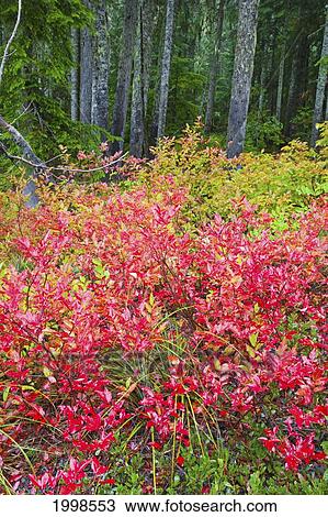 Stock Image - Autumn Colours In Mount Hood National Forest; Oregon United States Of America. Fotosearch