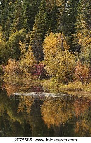 Stock Photography - Autumn Colours Reflecting Off A Calm Stream; Calgary Alberta Canada. Fotosearch