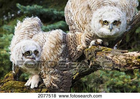Stock Photo - Baby great horned owls (bubo virginianus); leduc county alberta canada. Fotosearch