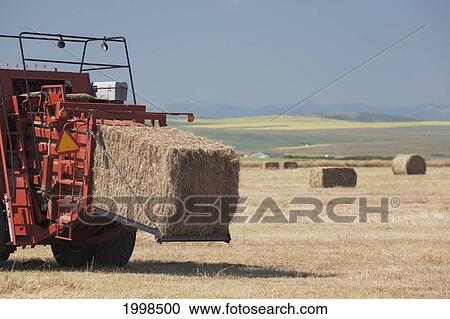 Back Side Of Hay Baler With Bale Coming Out And Flowering Canola In The Distance With A Blue Sky; Alberta Canada View Large Photo Image Stock Image - Back Side Of Hay Baler With Bale Coming Out And Flowering Canola In The Distance With A Blue Sky; Alberta Canada. Fotosearch
