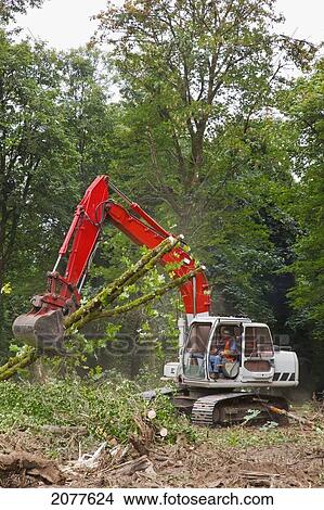 Picture - Backhoe clearing a forest area; portland oregon united states of america. Fotosearch