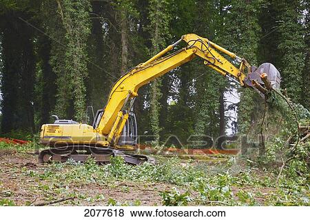 Backhoe clearing in a forest; portland oregon united states of america View Large Photo Image Stock Photo - Backhoe clearing in a forest; portland oregon united states of america. Fotosearch