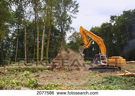 Backhoe moving logs in a forest; portland oregon united states of america View Large Photo Image Stock Photograph - Backhoe moving logs in a forest; portland oregon united states of america. Fotosearch