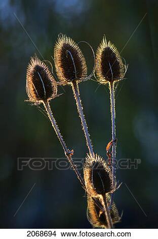 Backlight On A Plant; Northumberland England View Large Photo Image Picture - Backlight On A Plant; Northumberland England. Fotosearch