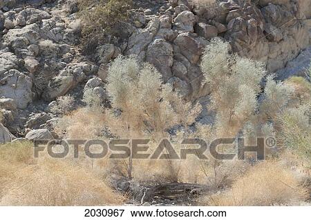 Backlit Desert Plant With Rounded Rocks In The Background; Palm Springs California United States Of America View Large Photo Image Stock Photo - Backlit Desert Plant With Rounded Rocks In The Background; Palm Springs California United States Of America. Fotosearch