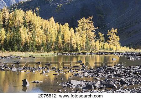 Backlit Larch Trees Glowing And Reflecting In A Mountain Pond; Alberta Canada View Large Photo Image Stock Image - Backlit Larch Trees Glowing And Reflecting In A Mountain Pond; Alberta Canada. Fotosearch