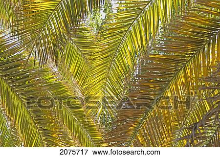 Backlit Palm Leaves; Mendoza Argentina View Large Photo Image Stock Photo - Backlit Palm Leaves; Mendoza Argentina. Fotosearch