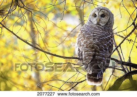 Barred owl (strix varia); pigeon lake alberta canada View Large Photo Image Stock Photo - Barred owl (strix varia); pigeon lake alberta canada. Fotosearch