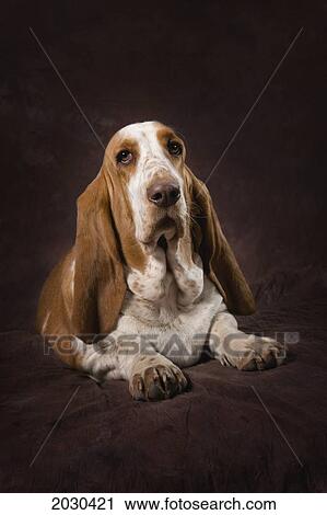 Stock Image - Basset Hound On A Brown Muslin Backdrop. Fotosearch