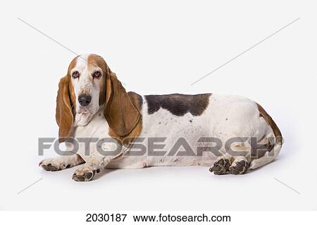 Stock Photo - Basset Hound On A White Background. Fotosearch