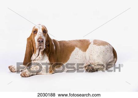 Basset Hound On A White Background View Large Photo Image Stock Photo - Basset Hound On A White Background. Fotosearch
