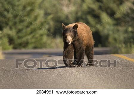 Bear Crossing A Road In Waterton Lakes National Park; Alberta Canada View Large Photo Image Stock Image - Bear Crossing A Road In Waterton Lakes National Park; Alberta Canada. Fotosearch