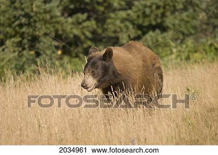 Bear Standing In Tall Grass In Waterton Lakes National Park; Alberta Canada View Large Photo Image Stock Image - Bear Standing In Tall Grass In Waterton Lakes National Park; Alberta Canada. Fotosearch