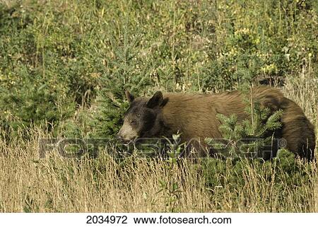 Bear Standing In Tall Grass In Waterton Lakes National Park; Alberta Canada View Large Photo Image Stock Image - Bear Standing In Tall Grass In Waterton Lakes National Park; Alberta Canada. Fotosearch