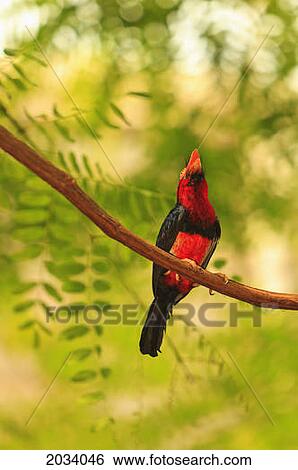 Stock Photograph - Bearded Barbet (Lybius Dubius) At San Diego Wild Animal Park Near Escondido; California United States Of America. Fotosearch