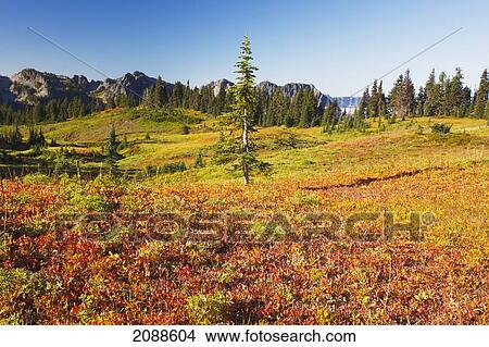 Beautiful autumn colors and tatoosh mountains mt. rainier national park; washington state united states of america View Large Photo Image Picture - Beautiful autumn colors and tatoosh mountains mt. rainier national park; washington state united states of america. Fotosearch